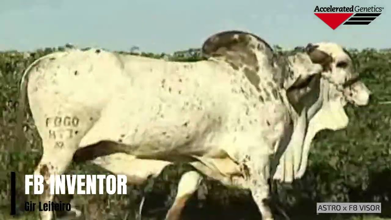Vídeo FB INVENTOR