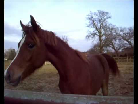 montage vidéo harra nautiac transcoded