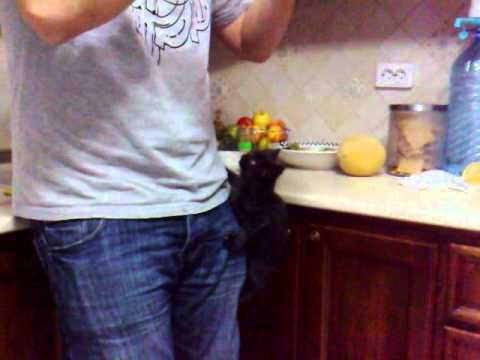 Chewbacca climbing me