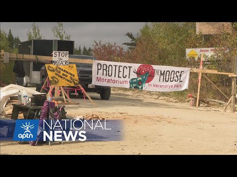 Algonquin-enforced moose hunting ban persists despite threats from sport hunters | APTN News