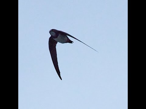 24: How to Alexander Panos