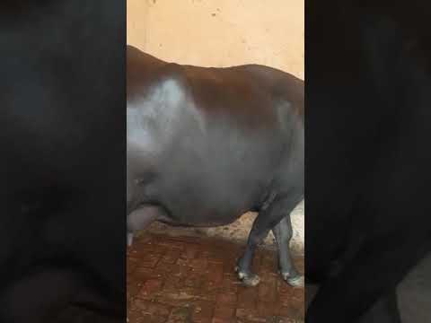 Female black murrah buffalo, buffalow