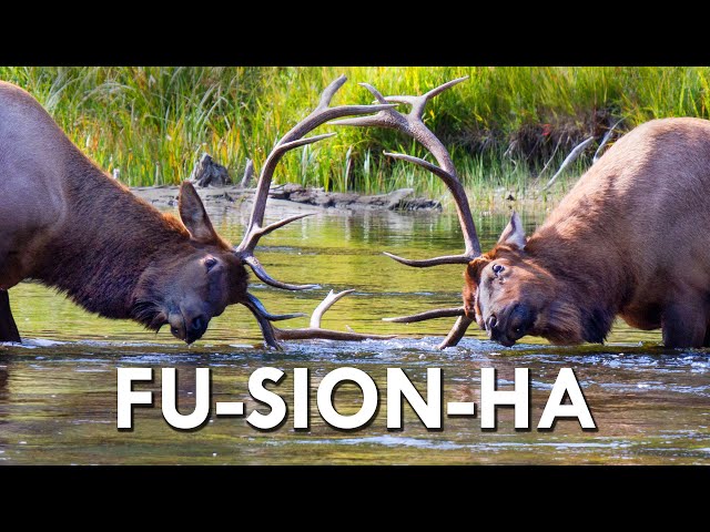 Video Pronunciation of elk in English