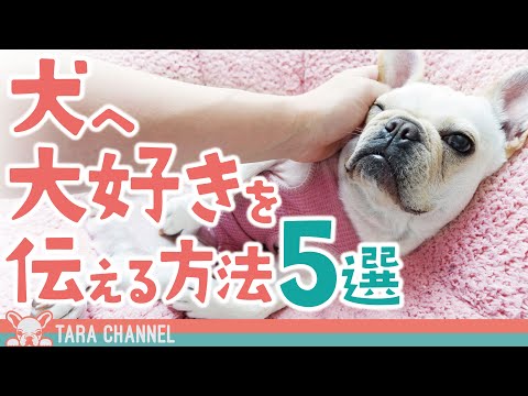 犬に愛情を示すにはどうすればいいですか?