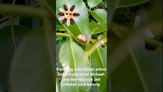 Download lagu Kumbang oren mp3 Download lagu Kumbang oren mp3