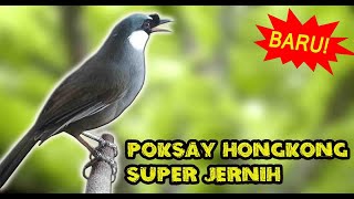 Download lagu Sweet and Loud Bird Sounds to Best Train Your Birds mp3