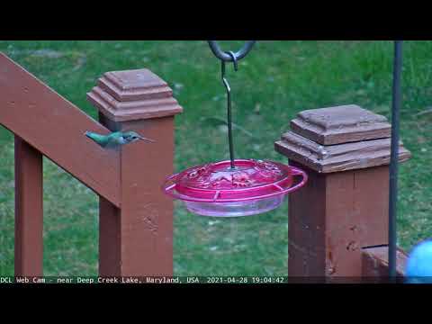 Hummingbird at Nectar Feeder on Deck (4/28/2021)