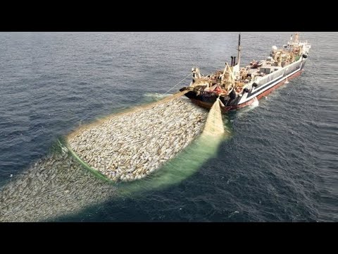 WoW !! Fishing Boat Catch a Lot of Fish - Big Catch !
