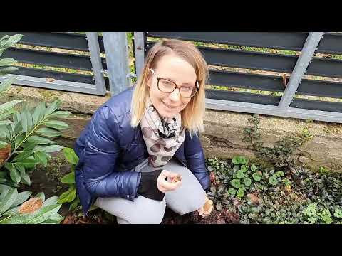 Tulipán, nárcisz hagyma ültetése: ezekre figyelj és gyönyörű lesz a kerted!