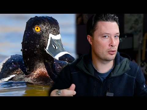 WILDLIFE PHOTOGRAPHY Q & A: Is Crop Mode Worth It? RF 100-500 Vs 800, Does MP Matter?