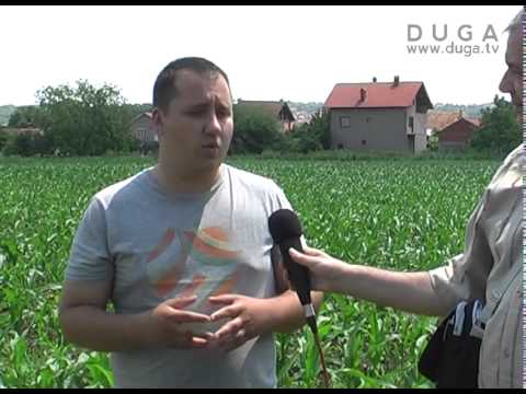 Pojavio se kukuruzni plamenac, 06.06.2014.