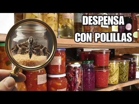 Kitchen moths: What they are and how to avoid them.