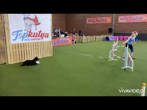 Zik Júniusi Bing Agility Kupa 2022