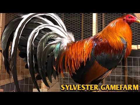 Sweater Albany Kelso - Vasquez Gamefarm