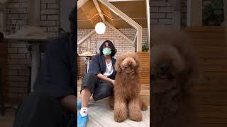 We Went to A Dog Cafe, and It Was Fluffy