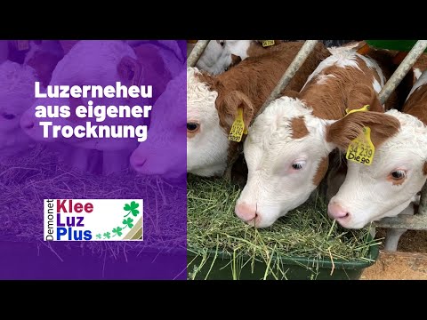 Luzerne fürs Milchvieh - aus eigener Trocknung