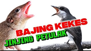Download lagu Masteran Jinjing Petulak vs Bajing Kekes — Suara Tajam, Rapat & Ngegas! mp3