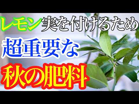 野菜注入天然肥料農業植物