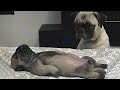 Pets That Will Definitely Brighten Your Day -  Funny Animal Videos 2023