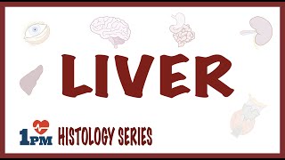 Liver Histology