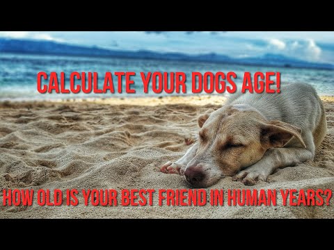 YouTube video about: How old is my computer in human years?