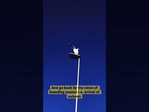 The Fascinating Seagull Migration and Breeding Season in Stockholm #seagulls #breeding