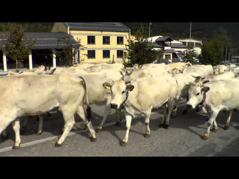 3^P. LA TRANSUMANZA : FIERA DI S. LUCA DEMONTE (CN) 12 - 10 - 2014.