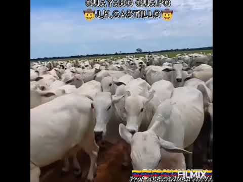 GUAYABO GUAPO - J.H.CASTILLO