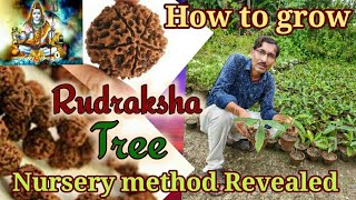 How to grow a Rudraksha Tree ? Nursery method Revealed / Growing Holy bead tree