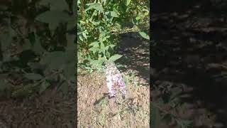 Kelebek çalısının budanarak tekrar çiçek açtırılması