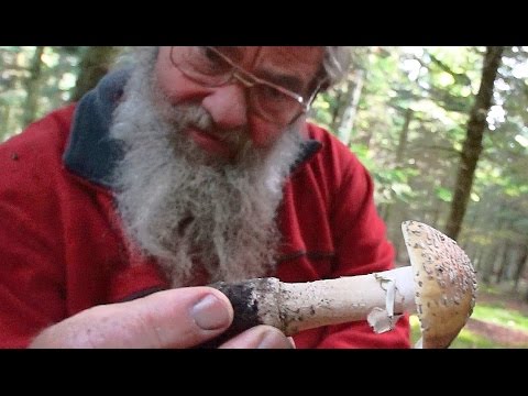 2 Dangerous Edible Musrooms/ Expert Sten Larris/ Djursland