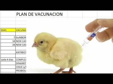 , title : 'PLAN DE VACUNACIÓN PARA POLLOS DE ENGORDE'