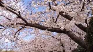 preview picture of video '南吹田公園の桜 Cherry Blossoms in Suita'