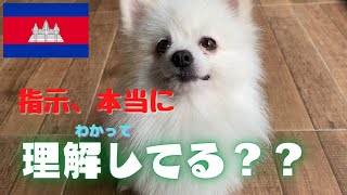 シロ・・・君は言葉を本当に理解してる??? Do you understand what I say by Japanese ???