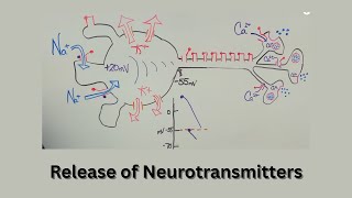 Neuron Activity