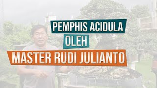 Download lagu Pemphis Acidula oleh Master Rudi Julianto mp3