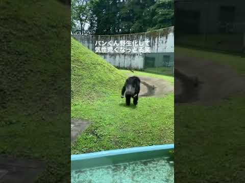 炭疽菌がチンパンジーを脅かす