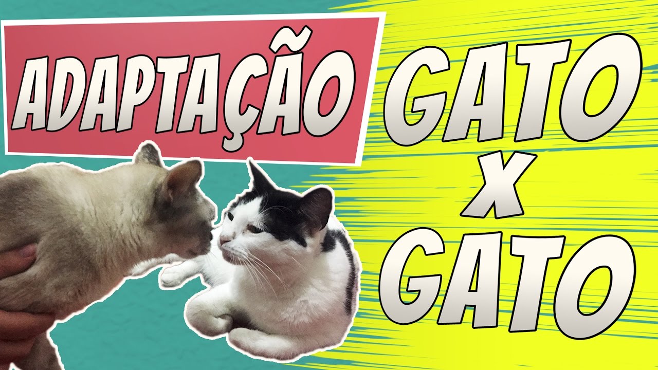 ADAPTAÇÃO | Como introduzir um novo gato em casa?