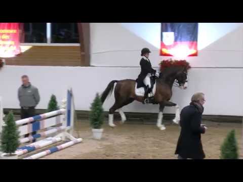 Auf der Hengstvorführung mit Callaho's Benicio