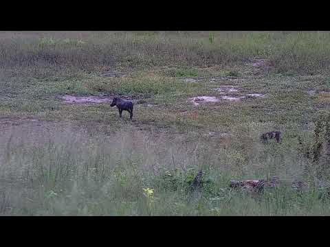 Djuma: Impalas and Warthogs - 10:39 - 01/04/22