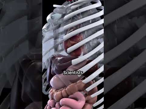 Bajau divers evolved larger spleens to stay underwater for 13 minutes straight.