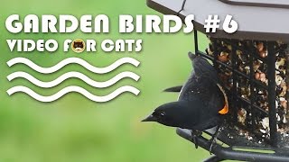 CAT TV BIRDS - Garden Birds #6: Winged Blackbird, Sparrows, Common Grackle, Doves...