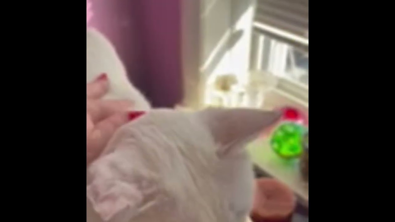 Enlarge Dustin, an adoptable Domestic Short Hair in Brooklyn, NY video 3/3