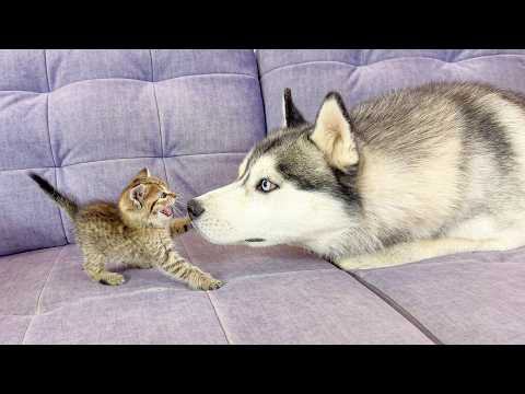 YouTube 썸네일