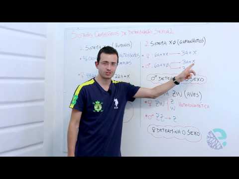 Sistemas cromossômicos de determinação sexual