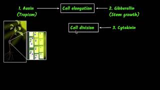 Movement due to growth (plant hormones) | Control & coordination | Biology class 10 | Khan Academy