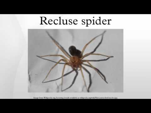 蠨蛸 (Recluse spider)