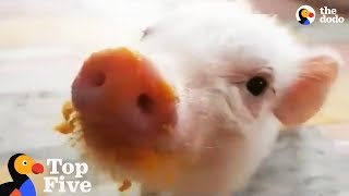 Pig Rescues & Piglet Sounds for National Pig Day | The Dodo Top 5 by The Dodo