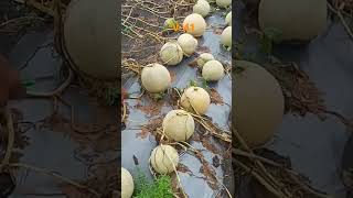 Download lagu Panen melon #pertanian #melon mp3 Download lagu Panen melon #pertanian #melon mp3