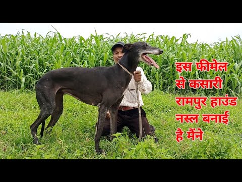 KASARI RAMPUR HOUND NASL is kuttiya se taiyar ki 🥰